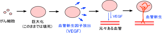 血管新生作用