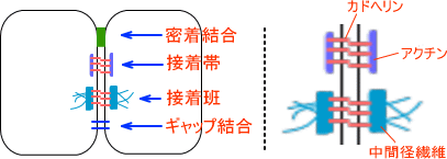 細胞接着