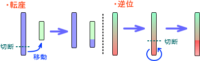 転座と逆位