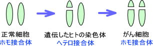 ヘテロ接合性の消失
