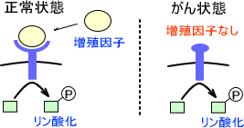 増殖因子受容体