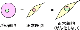 がん細胞と正常細胞の掛け合わせ