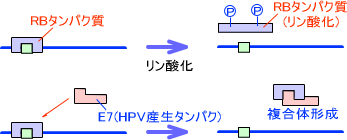 RBタンパクとHPV産生タンパクによる複合体形成