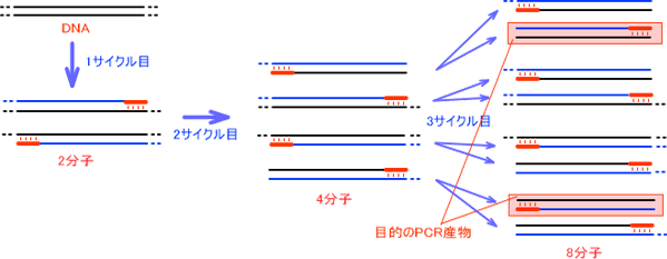 PCR産物の生成