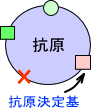 抗原決定基