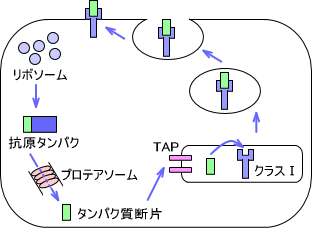 MHCクラスⅠ