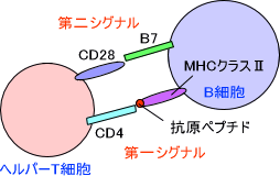 抗原提示細胞