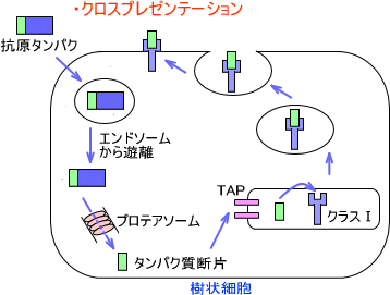 クロスプレゼンテーション