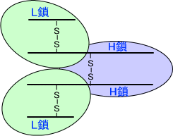 抗体の構造