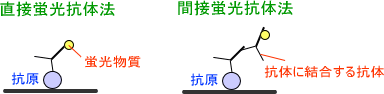 蛍光抗体法