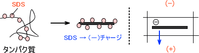 ウェスタンブロット法
