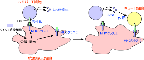 キラーT細胞の活性化