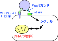 Fas・Fasリガンド