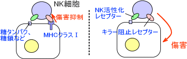 NK細胞