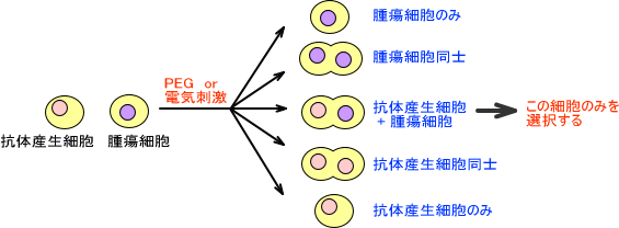 ハイブリドーマ形成に関する問題点