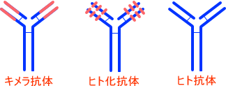 キメラ抗体、ヒト化抗体、ヒト抗体