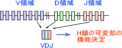 VDJ領域の選択