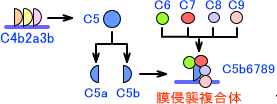 補体活性化経路(古典経路)