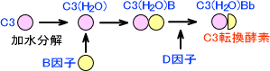 補体活性化経路(第二経路)