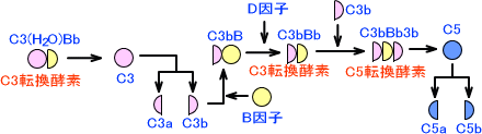 補体活性化経路(第二経路)