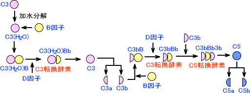 補体活性化経路(第二経路)
