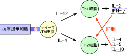 Th1、Th2への分化