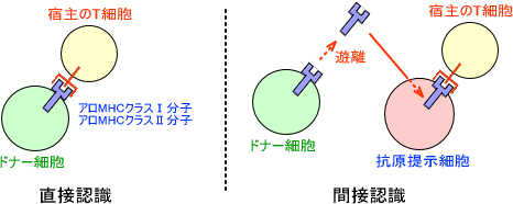 直接認識、間接認識