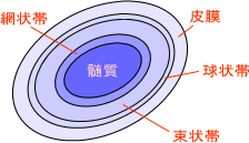 副腎