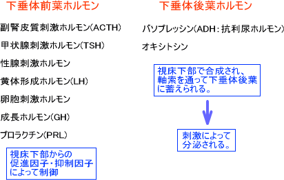 下垂体ホルモン