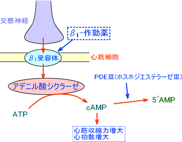 β-作動薬