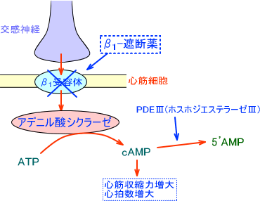 β-遮断薬
