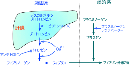 凝固系と線溶系