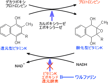 ワルファリンの作用機構
