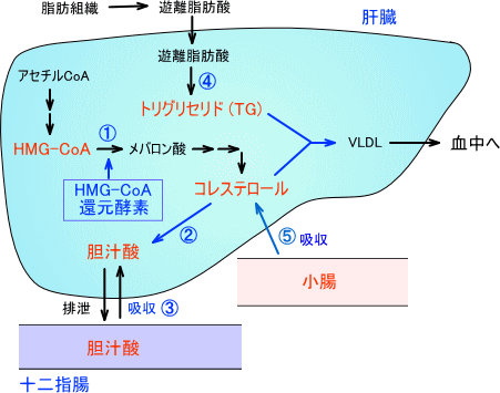 脂質産生メカニズム