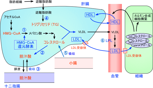 脂質産生と末梢への運搬