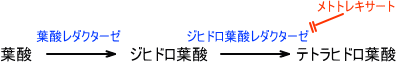 メトトレキサートの作用機序