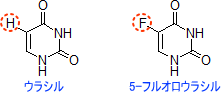 ウラシルと5-フルオロウラシル(5-FU)