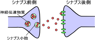 伝導と伝達