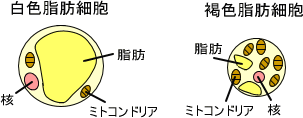 脂肪細胞